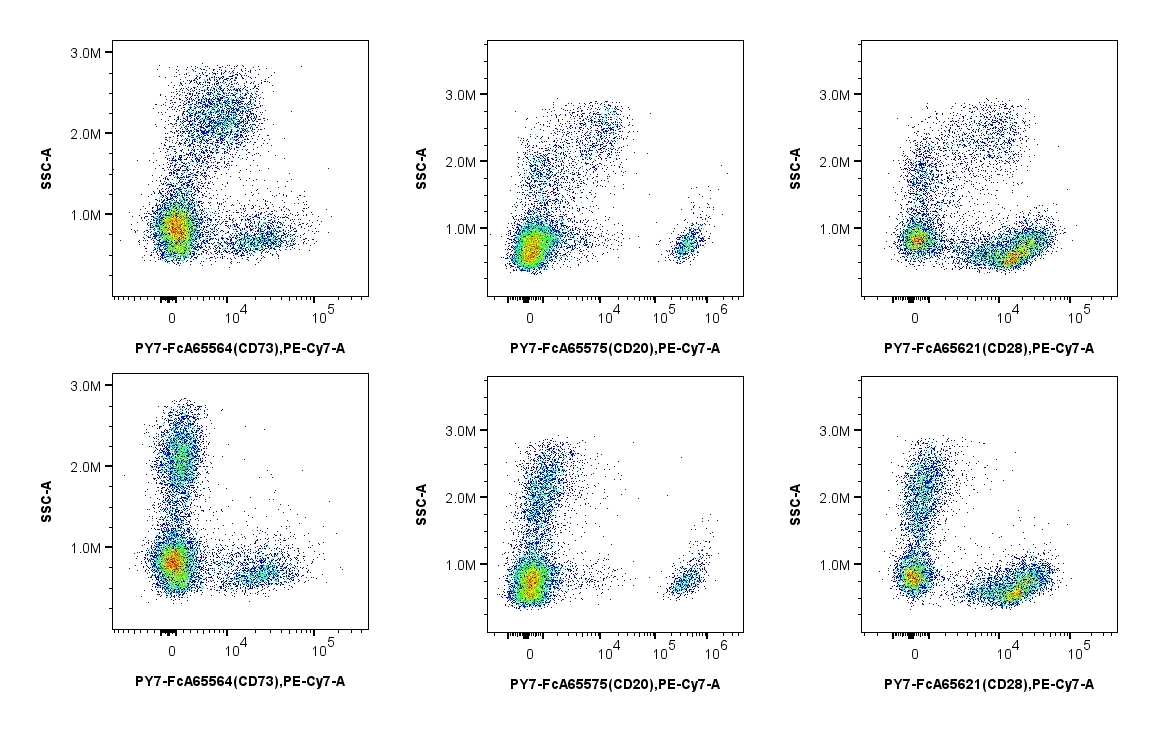 MonoZero™ Monocytes Blocking Reagent, in staining with PE-Cyanine7 conjugated antibodies, shows significant reduction in background without affecting specific binding of antibody to the target protein, resulting in improved separation of positive and negative populations. Human PBMCs were incubated with (bottom) and without (top) MonoZero™ Monocytes Blocking Reagent, then stained with PY7-FcA65564 (CD73) (left), PY7-FcA65575 (CD20) (center), and PY7-FcA65621 (CD28) (right). MonoZero™ Monocytes Blocking Reagent, in staining with PE-Cyanine7 conjugated antibodies, shows significant reduction in background without affecting specific binding of antibody to the target protein, resulting in improved separation of positive and negative populations. Human PBMCs were incubated with (bottom) and without (top) MonoZero™ Monocytes Blocking Reagent, then stained with PY7-FcA65564 (CD73) (left), PY7-FcA65575 (CD20) (center), and PY7-FcA65621 (CD28) (right).