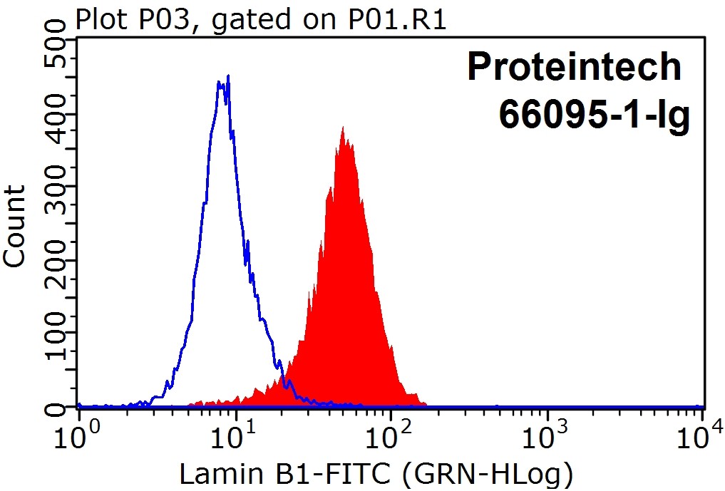 1X10^6 HeLa cells were stained with 0.2 ug Lamin B1 antibody (66095-1-Ig, red) and Fluorescein (FITC)–conjugated Affinipure Goat Anti-Mouse IgG(H+L) (SA00003-1) with dilution 1:100. Control antibody (blue). Cell were fixed with 90% MeOH. 
