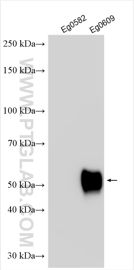 Western Blot (WB) analysis of various lysates using FC tag Polyclonal antibody (28108-1-AP)