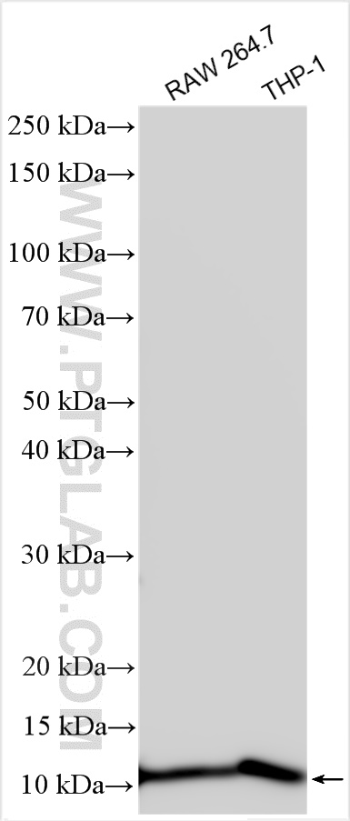 Western Blot (WB) analysis of various lysates using FcRγ Polyclonal antibody (13566-1-AP)