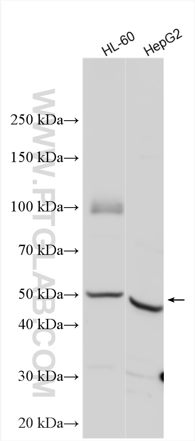 Western Blot (WB) analysis of various lysates using FCGR3A/CD16a Polyclonal antibody (30356-1-AP)