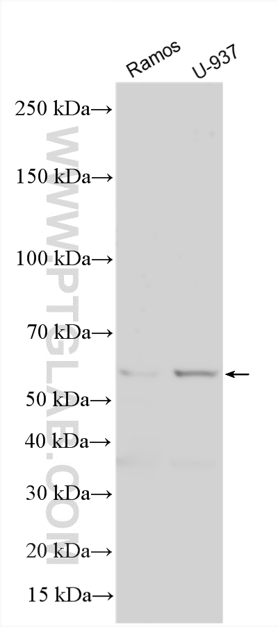 Western Blot (WB) analysis of various lysates using FCGR3B/CD16b Polyclonal antibody (30201-1-AP)