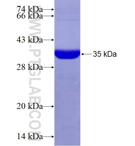 FCHSD2 fusion protein Ag27833 SDS-PAGE