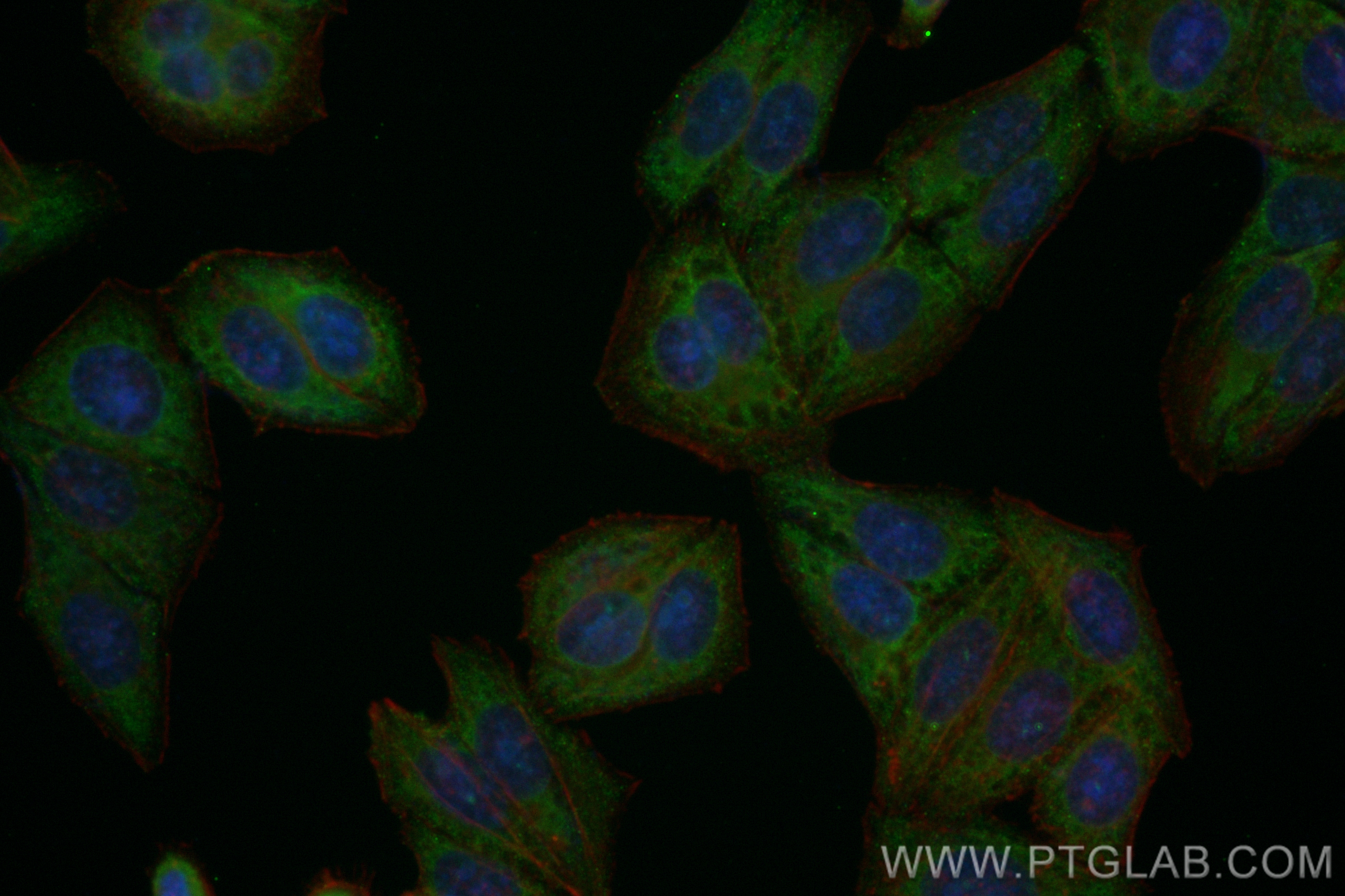 Immunofluorescence (IF) / fluorescent staining of HepG2 cells using CoraLite® Plus 488-conjugated FDFT1 Recombinant an (CL488-83020-2)