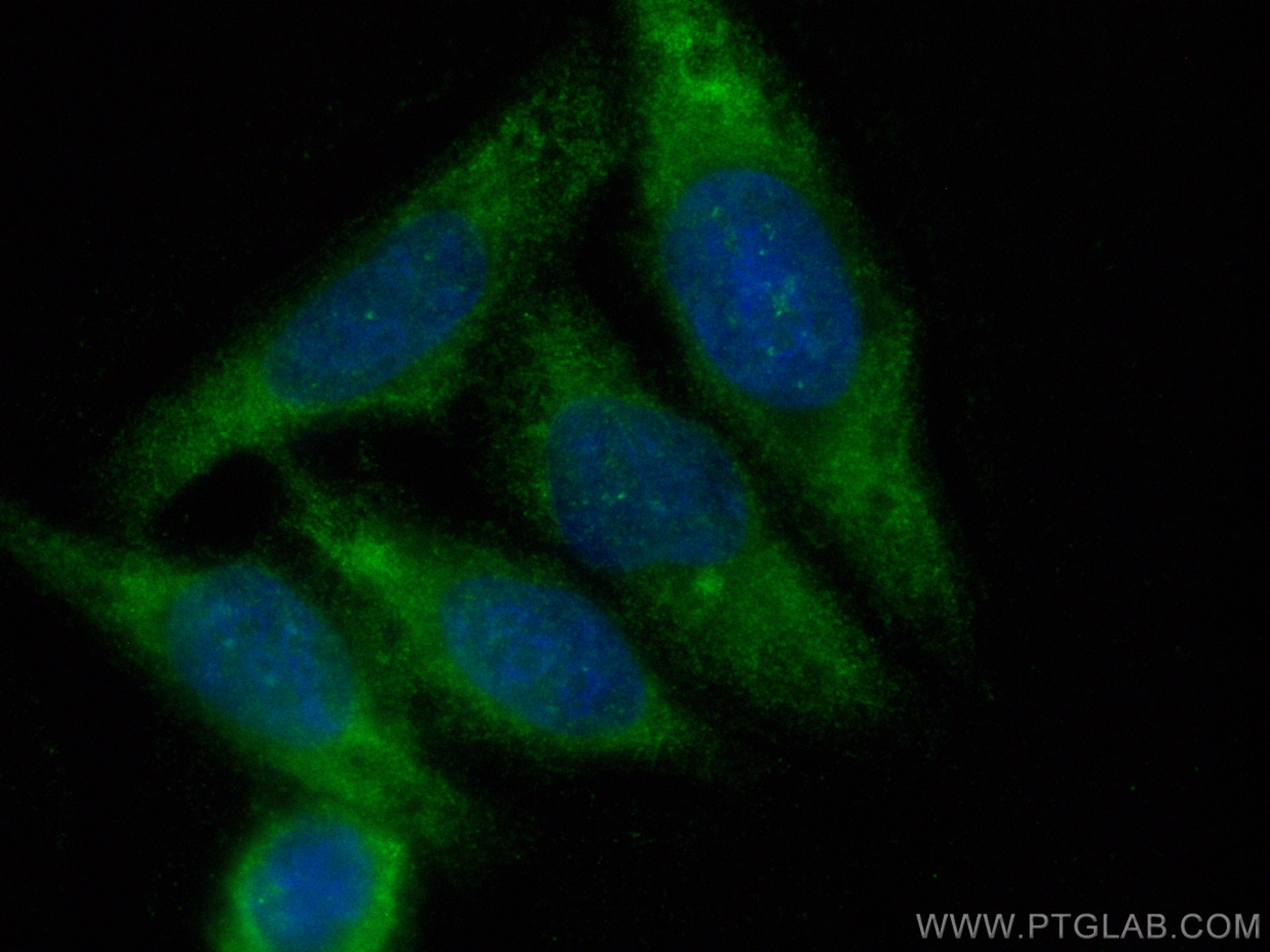 Immunofluorescence (IF) / fluorescent staining of HepG2 cells using CoraLite® Plus 488-conjugated FDFT1 Recombinant an (CL488-83020)