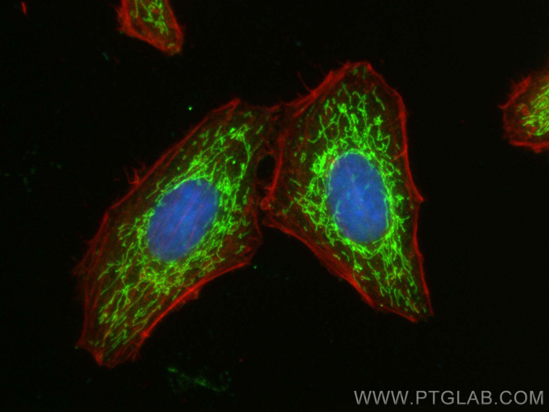 Immunofluorescence (IF) / fluorescent staining of HepG2 cells using FDX1 Polyclonal antibody (12592-1-AP)