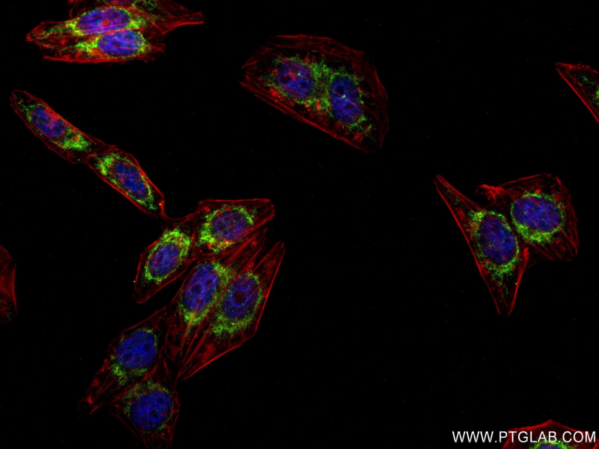 Immunofluorescence (IF) / fluorescent staining of HepG2 cells using FDX1 Recombinant antibody (82957-1-RR)