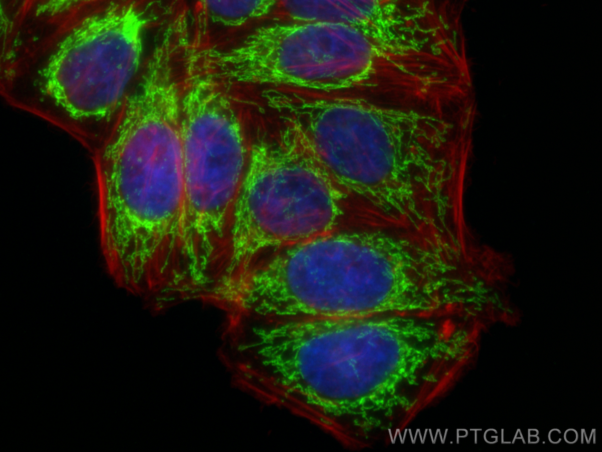 Immunofluorescence (IF) / fluorescent staining of HepG2 cells using FDX1 Recombinant antibody (82957-1-RR)