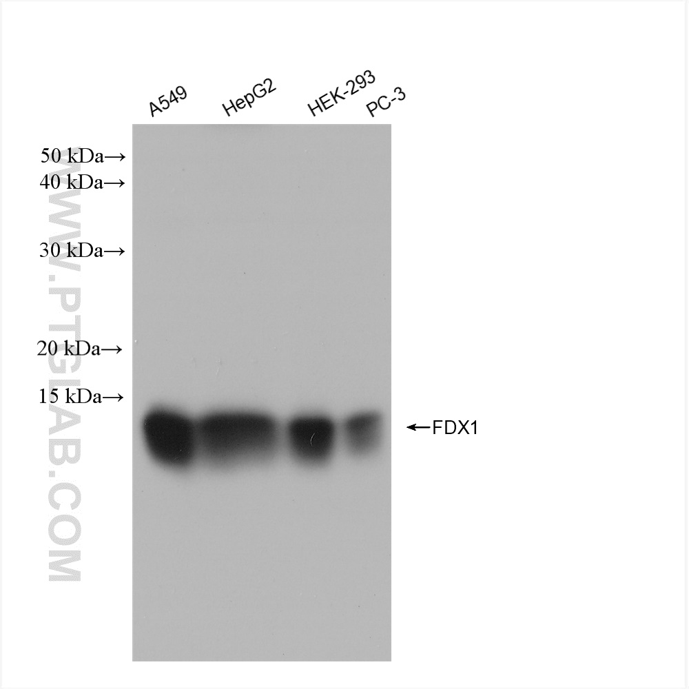 Western Blot (WB) analysis of various lysates using FDX1 Recombinant antibody (82957-1-RR)