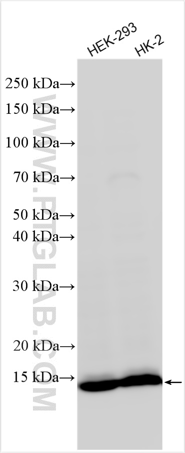 Western Blot (WB) analysis of various lysates using FDX1 Recombinant antibody (82957-1-RR)