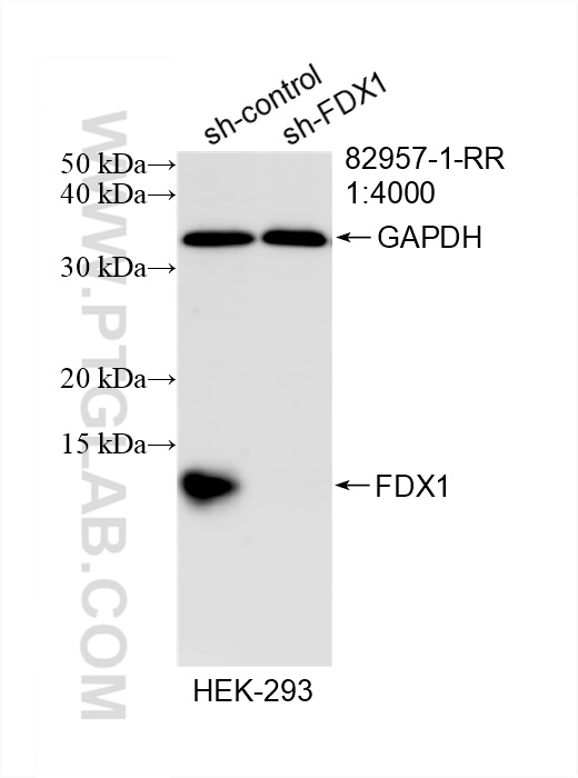 Western Blot (WB) analysis of HEK-293 cells using FDX1 Recombinant antibody (82957-1-RR)