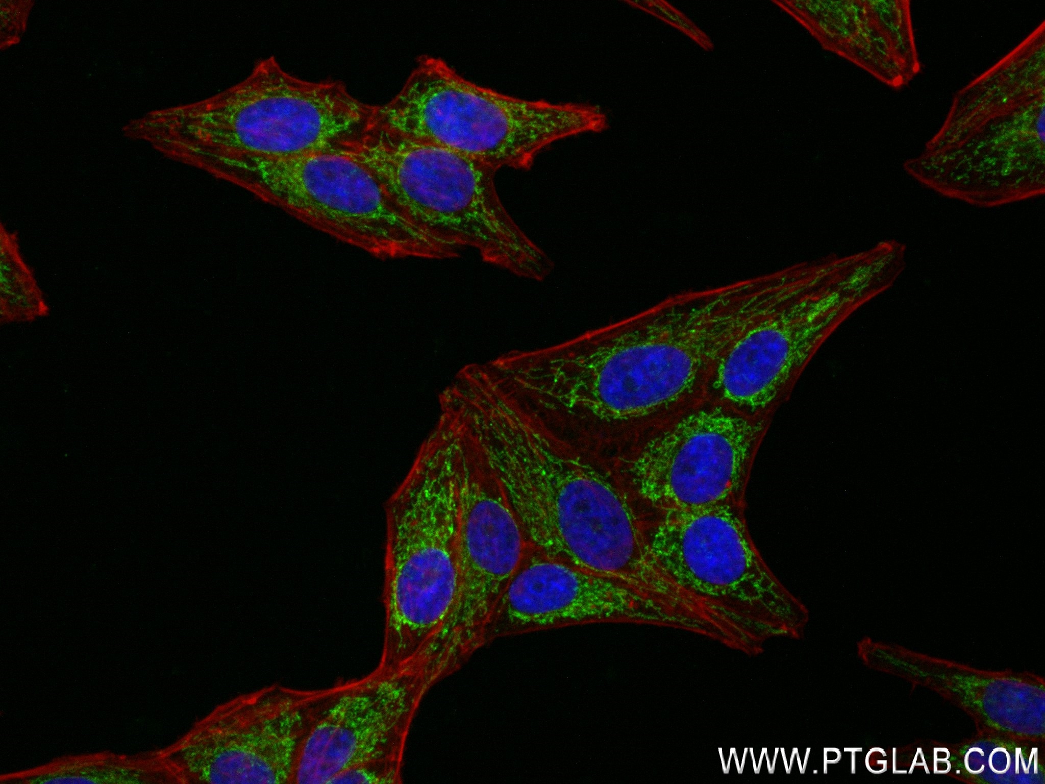 Immunofluorescence (IF) / fluorescent staining of HepG2 cells using FDX1 Recombinant antibody (82957-2-RR)