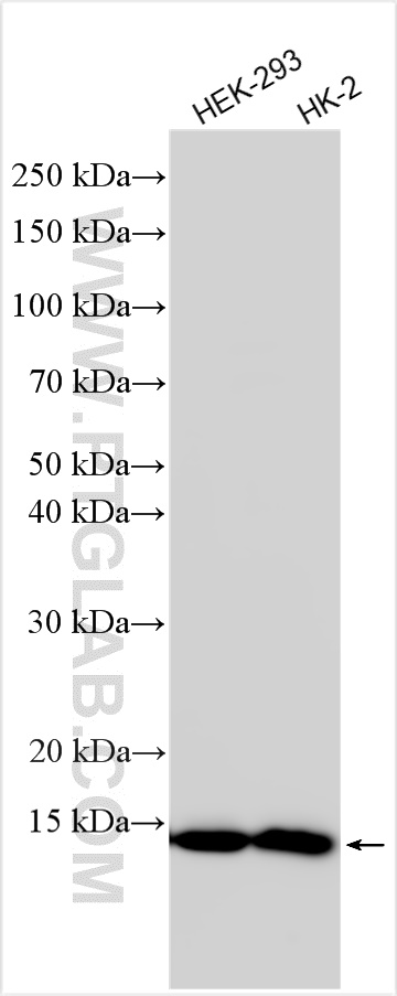 Western Blot (WB) analysis of various lysates using FDX1 Recombinant antibody (82957-2-RR)