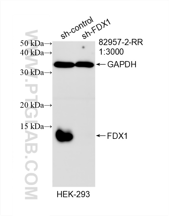 Western Blot (WB) analysis of HEK-293 cells using FDX1 Recombinant antibody (82957-2-RR)