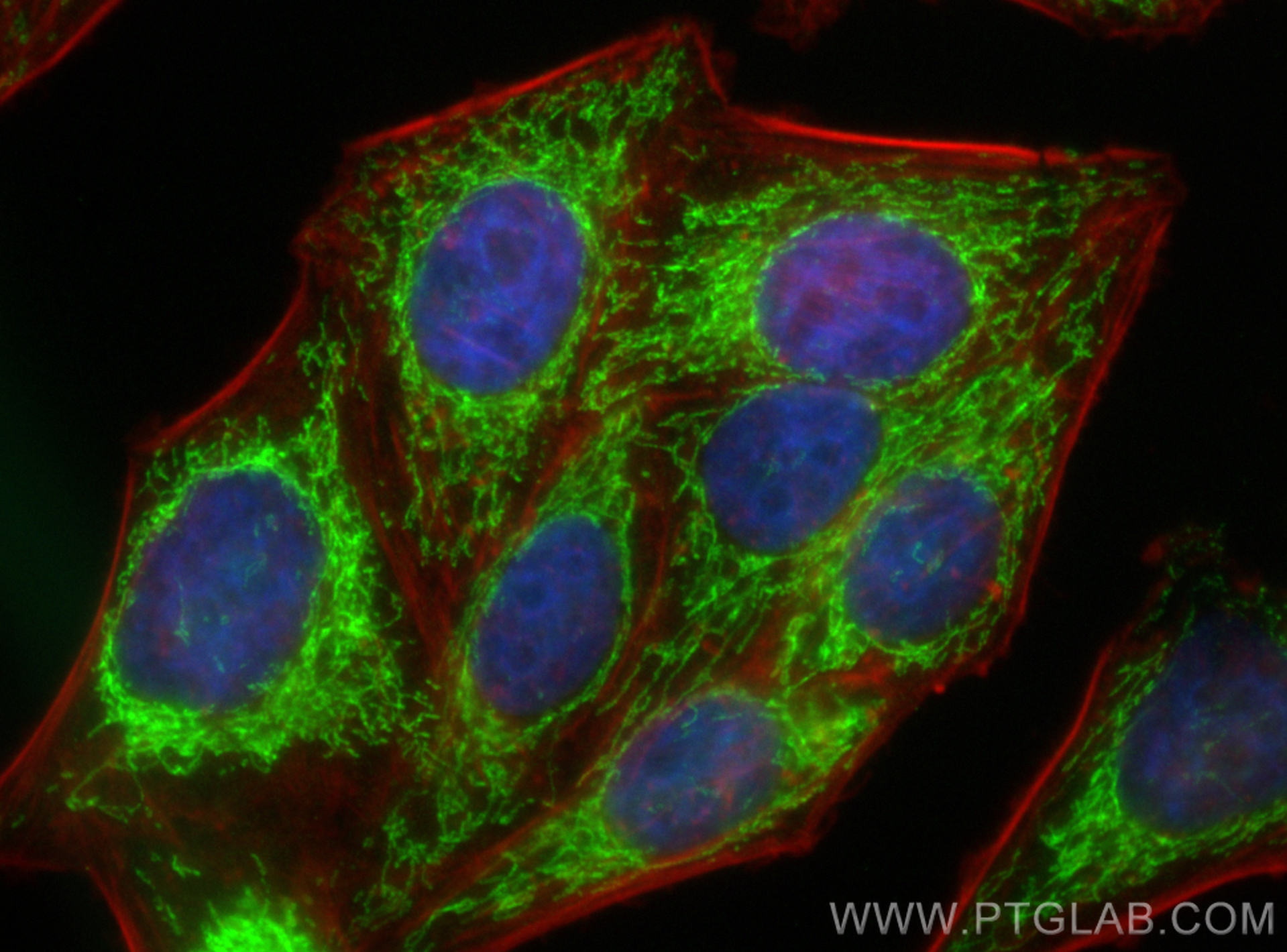 Immunofluorescence (IF) / fluorescent staining of HepG2 cells using CoraLite® Plus 488-conjugated FDX1 Recombinant ant (CL488-82957)