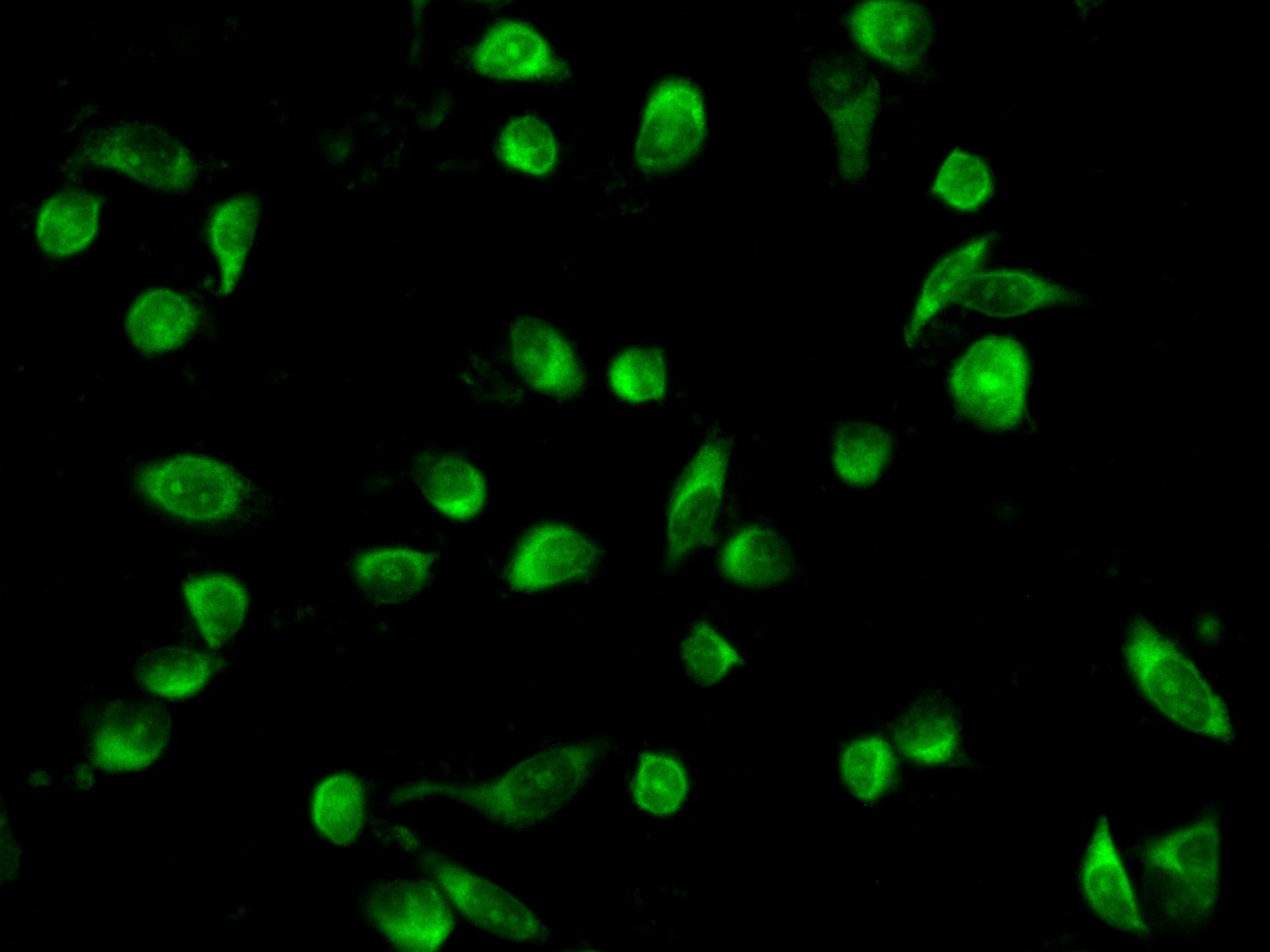 Immunofluorescence (IF) / fluorescent staining of PC-3 cells using FEM1B Recombinant antibody (83810-1-RR)