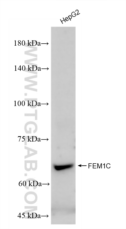 Western Blot (WB) analysis of HepG2 cells using FEM1C Recombinant antibody (83536-1-RR)