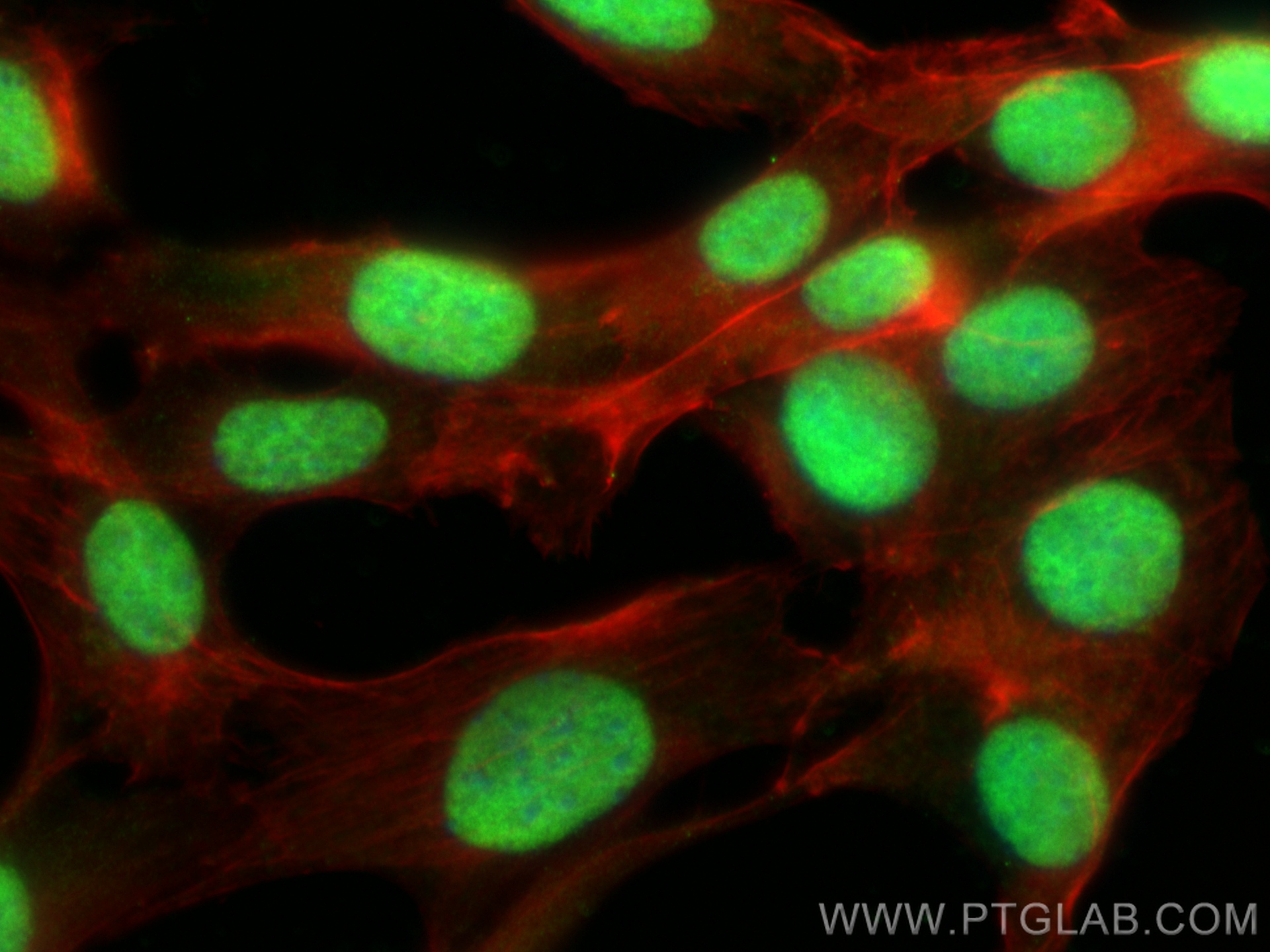 Immunofluorescence (IF) / fluorescent staining of NIH/3T3 cells using FEN1 Polyclonal antibody (14768-1-AP)