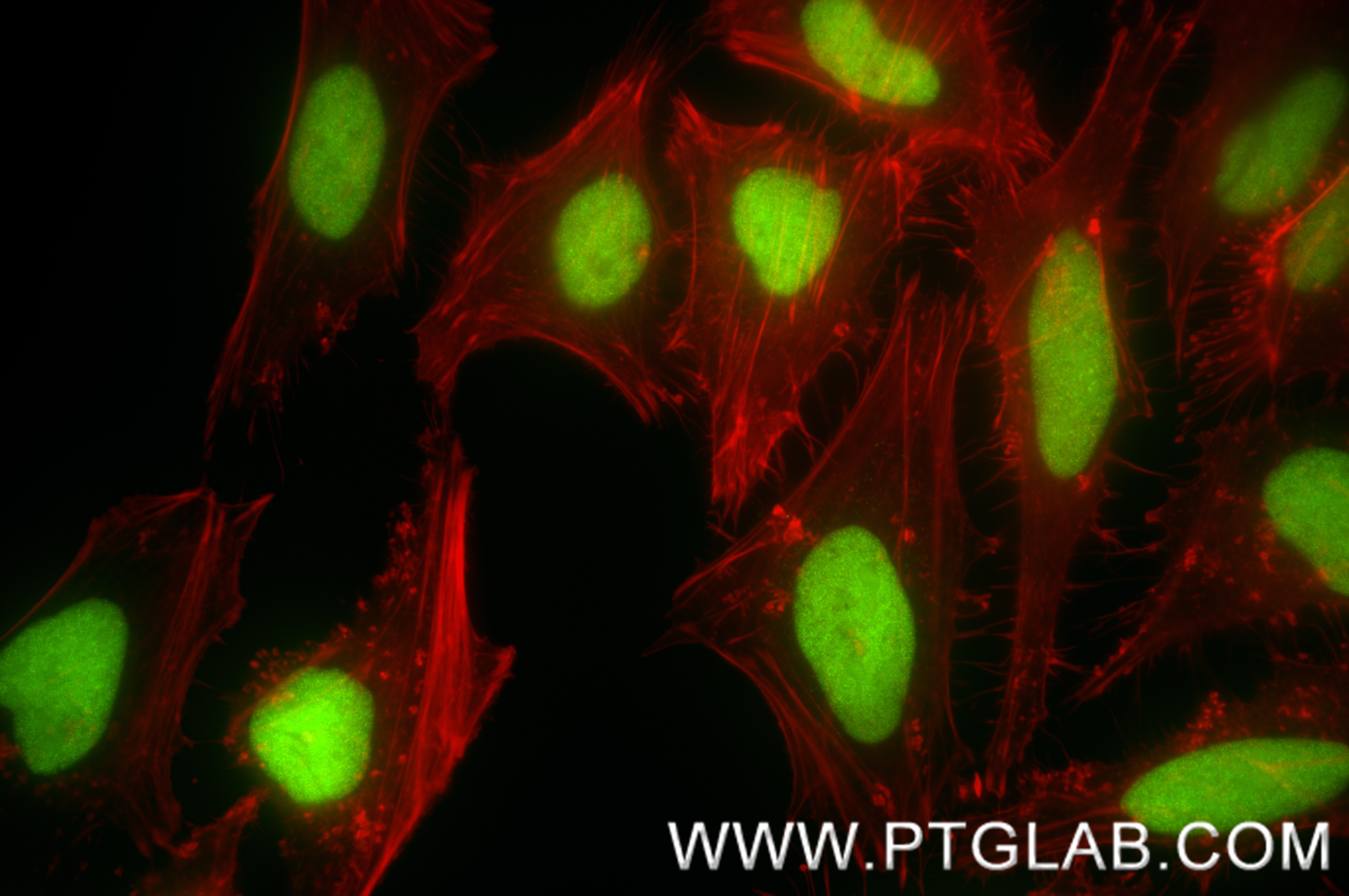 Immunofluorescence (IF) / fluorescent staining of HeLa cells using FEN1 Recombinant antibody (84916-5-RR)
