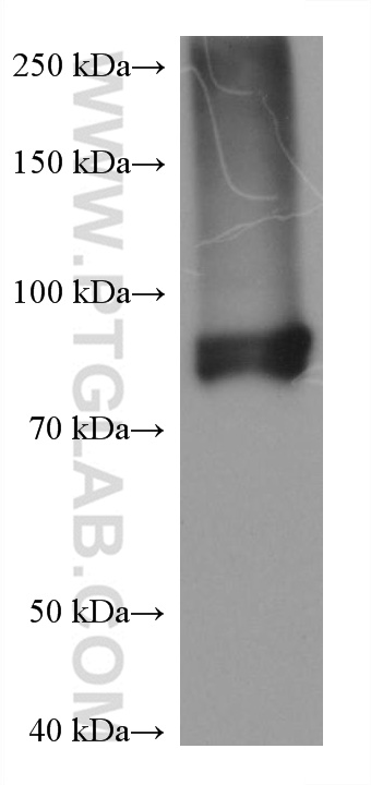 Western Blot (WB) analysis of NR8383 cells using FES Monoclonal antibody (67524-1-Ig)