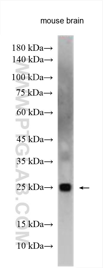 Western Blot (WB) analysis of mouse brain tissue using FEV Polyclonal antibody (25058-1-AP)