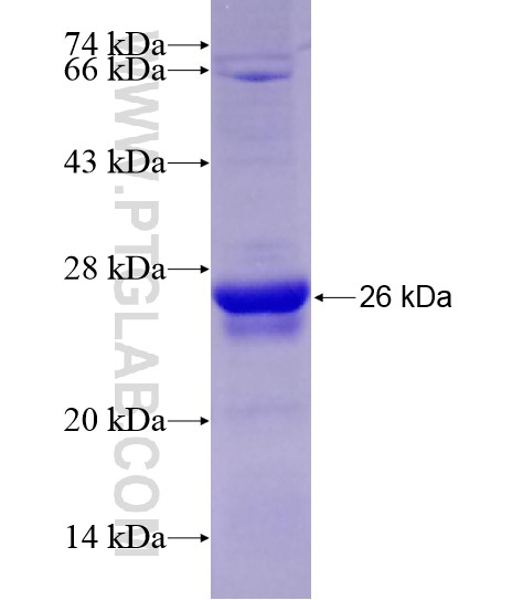 FEZF2 fusion protein Ag20567 SDS-PAGE