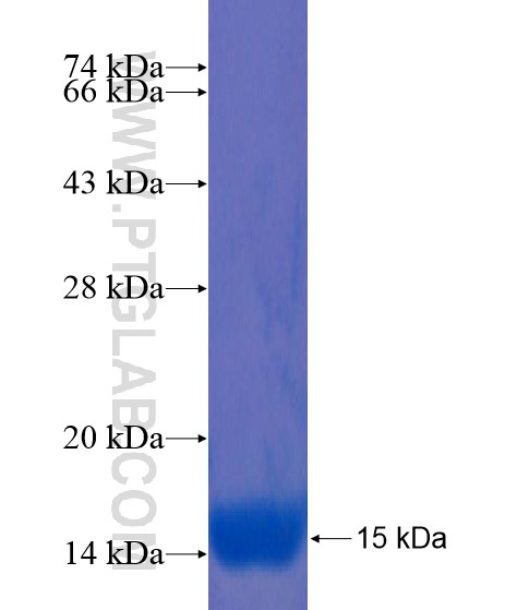 FGD4 fusion protein Ag21713 SDS-PAGE