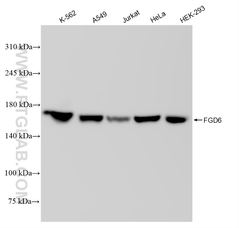 Western Blot (WB) analysis of various lysates using FGD6 Recombinant antibody (83296-4-RR)