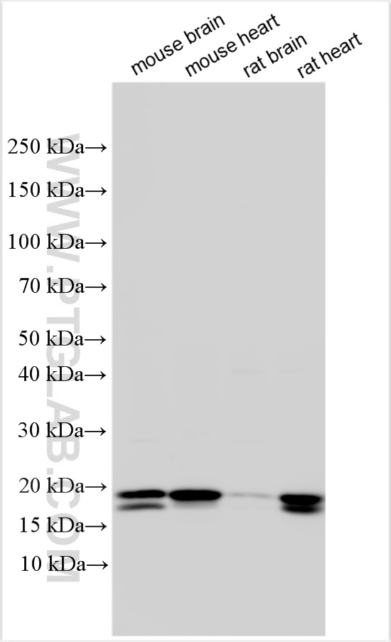 Western Blot (WB) analysis of various lysates using FGF1 Polyclonal antibody (17400-1-AP)