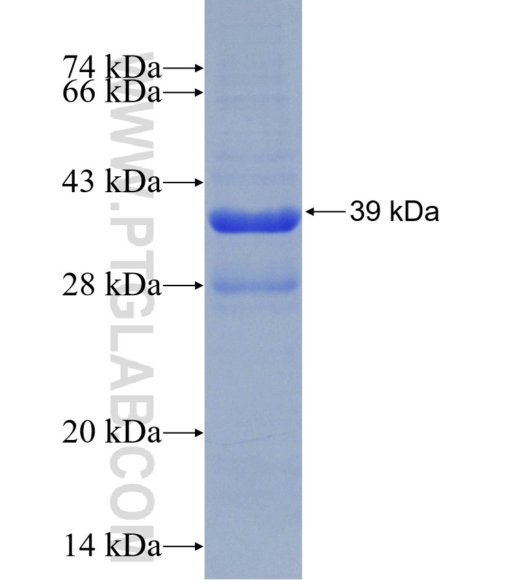 FGF10 fusion protein Ag31278 SDS-PAGE