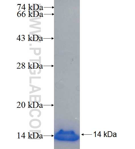 FGF13 fusion protein Ag25030 SDS-PAGE