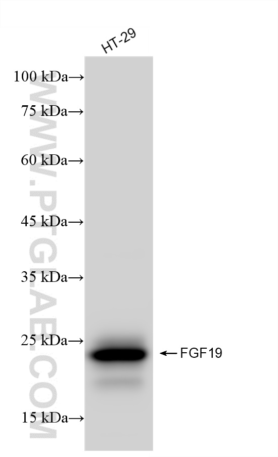 Western Blot (WB) analysis of HT-29 cells using FGF19 Recombinant antibody (84536-3-RR)