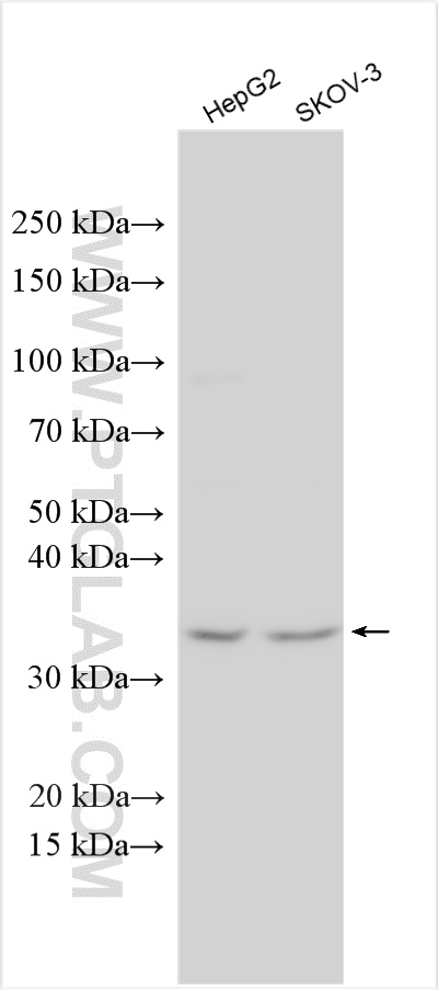 FGF-2