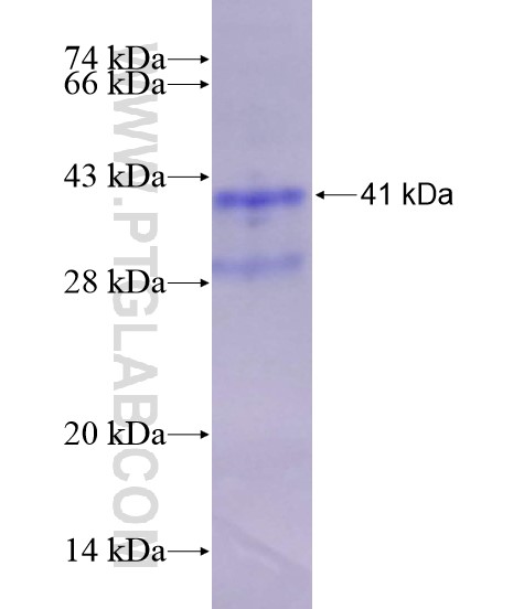 FGF2 fusion protein Ag28653 SDS-PAGE