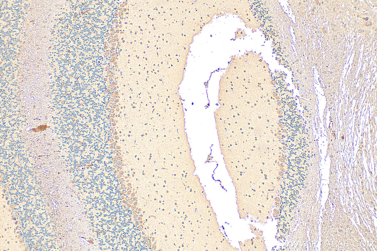 Immunohistochemistry (IHC) staining of mouse cerebellum tissue using FGF3-Specific Polyclonal antibody (16874-1-AP)