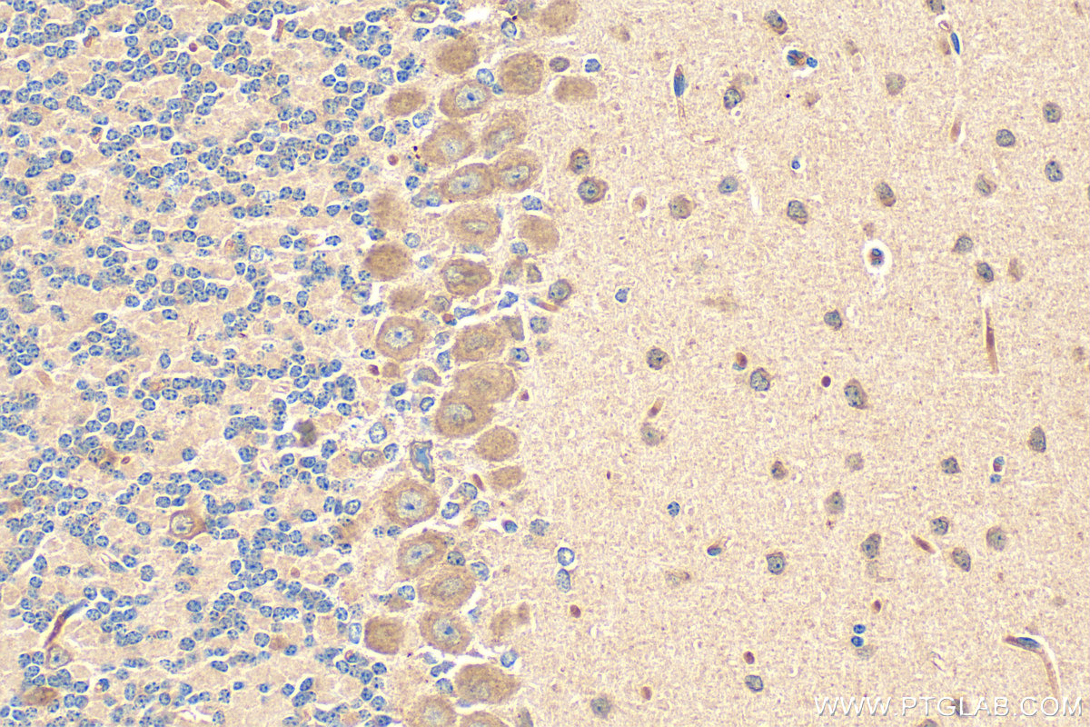 Immunohistochemistry (IHC) staining of mouse cerebellum tissue using FGF3-Specific Polyclonal antibody (16874-1-AP)