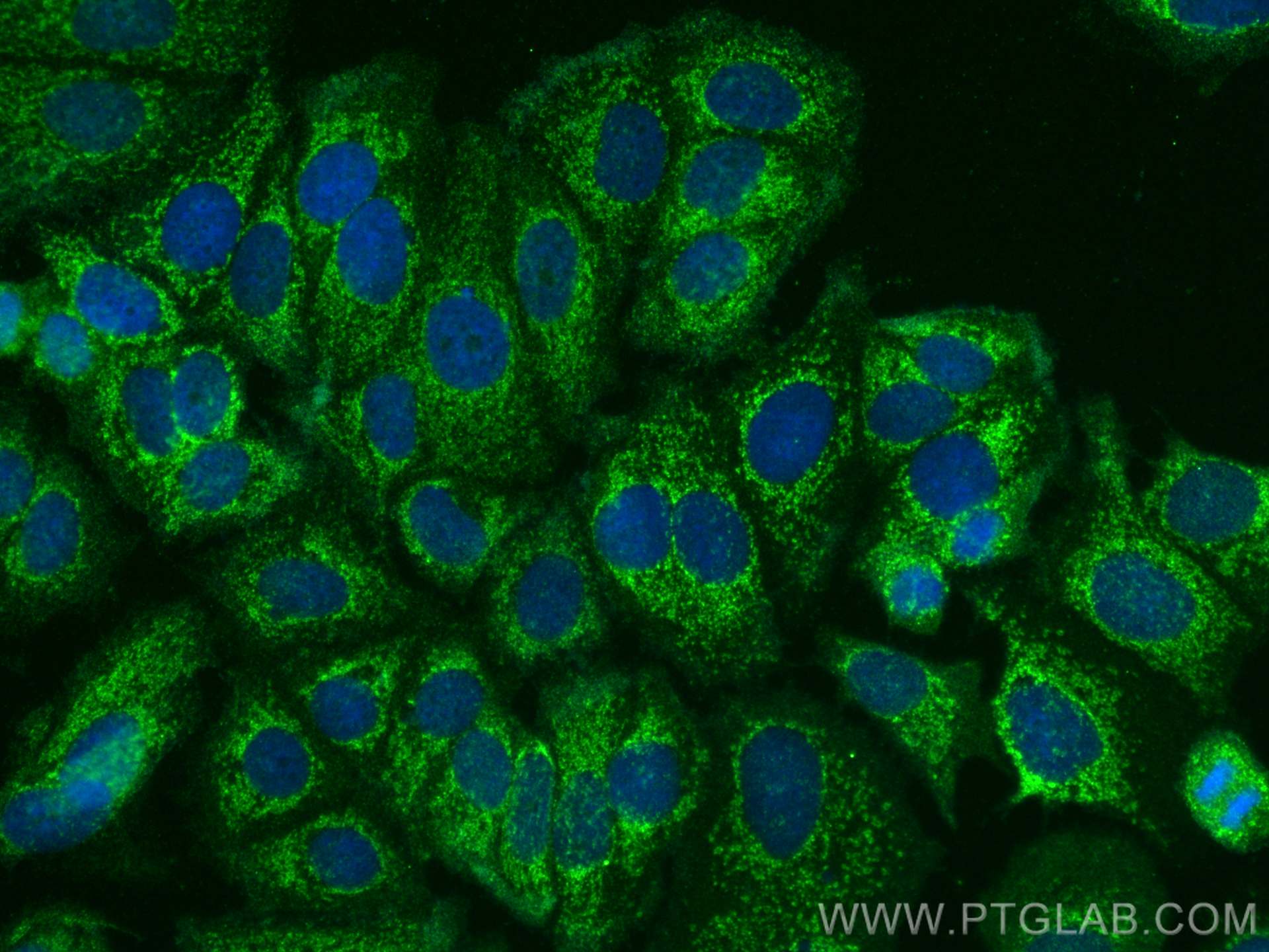 Immunofluorescence (IF) / fluorescent staining of MCF-7 cells using FGF9 Polyclonal antibody (26554-1-AP)