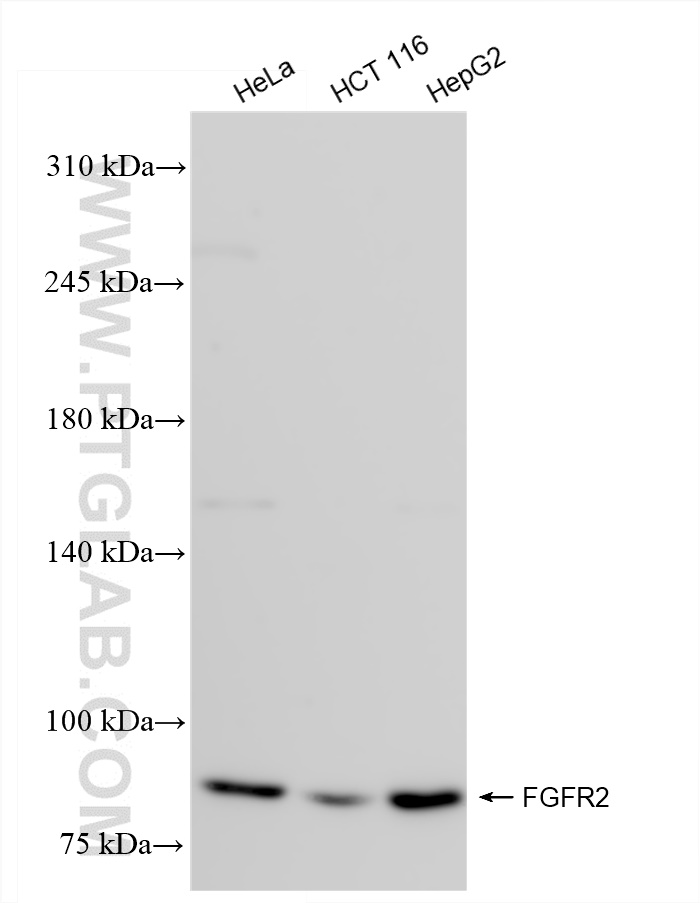 Western Blot (WB) analysis of various lysates using FGFR2 Recombinant antibody (84205-4-RR)