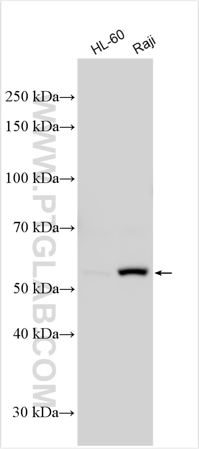 Western Blot (WB) analysis of various lysates using FGR Polyclonal antibody (31641-1-AP)