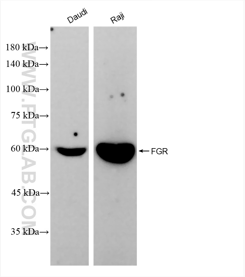 Western Blot (WB) analysis of various lysates using FGR Recombinant antibody (83352-1-RR)