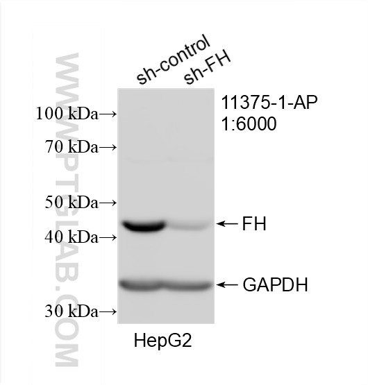 Western Blot (WB) analysis of HepG2 cells using FH Polyclonal antibody (11375-1-AP)