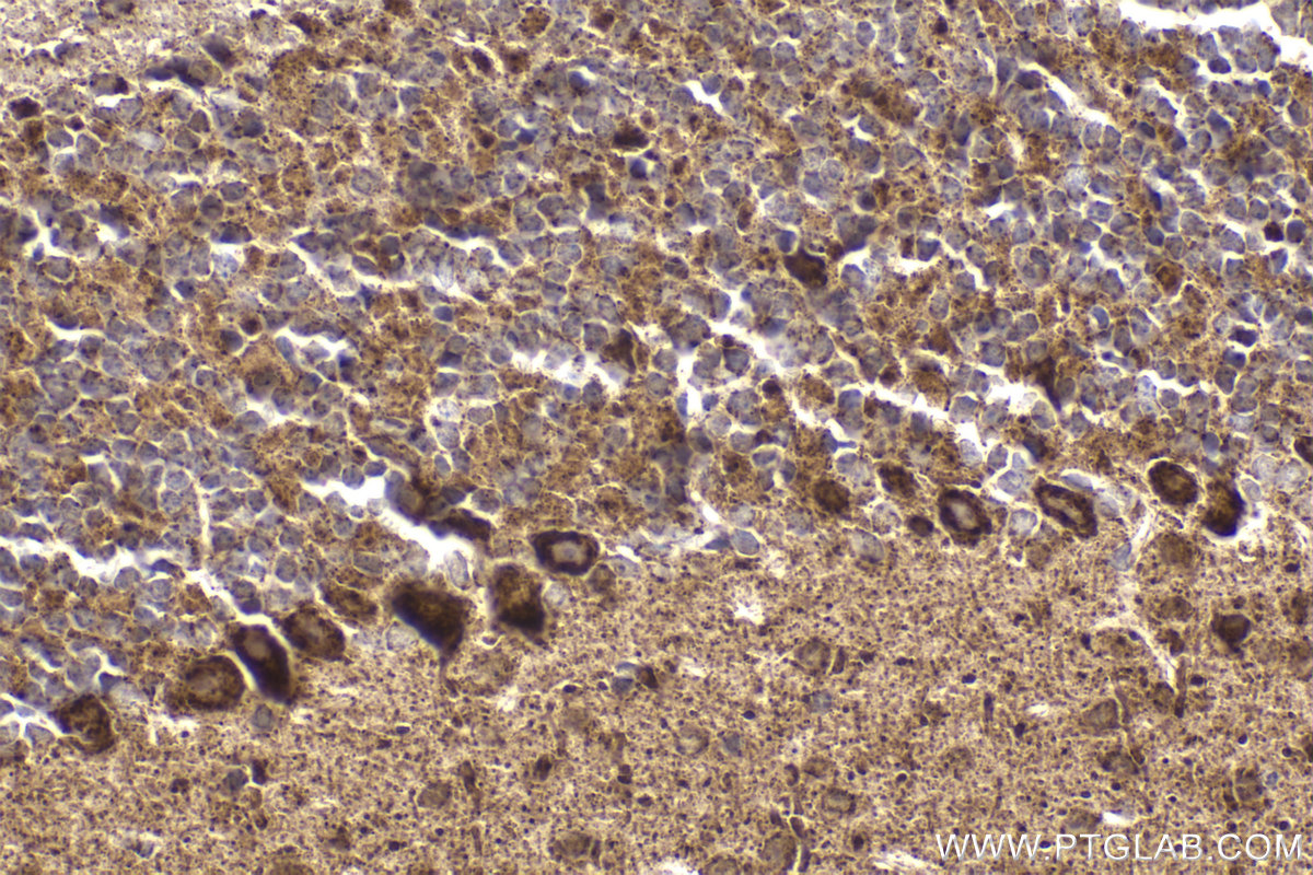 Immunohistochemistry (IHC) staining of mouse cerebellum tissue using FH Monoclonal antibody (68162-1-Ig)