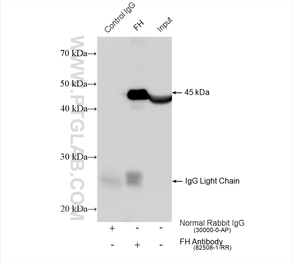 Immunoprecipitation (IP) experiment of mouse liver tissue using FH Recombinant antibody (82508-1-RR)