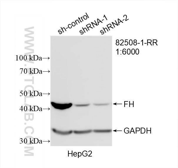 Western Blot (WB) analysis of HepG2 cells using FH Recombinant antibody (82508-1-RR)