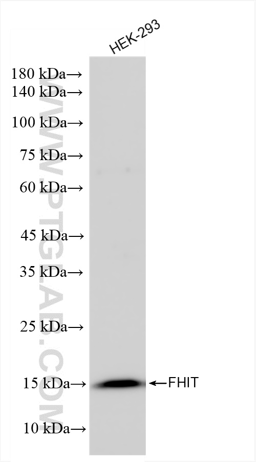 Western Blot (WB) analysis of HEK-293 cells using FHIT Recombinant antibody (83710-1-RR)