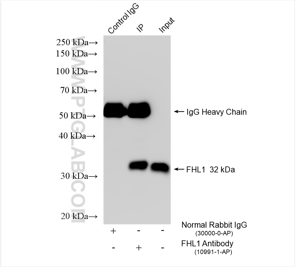 Immunoprecipitation (IP) experiment of mouse skeletal muscle tissue using FHL1 Polyclonal antibody (10991-1-AP)