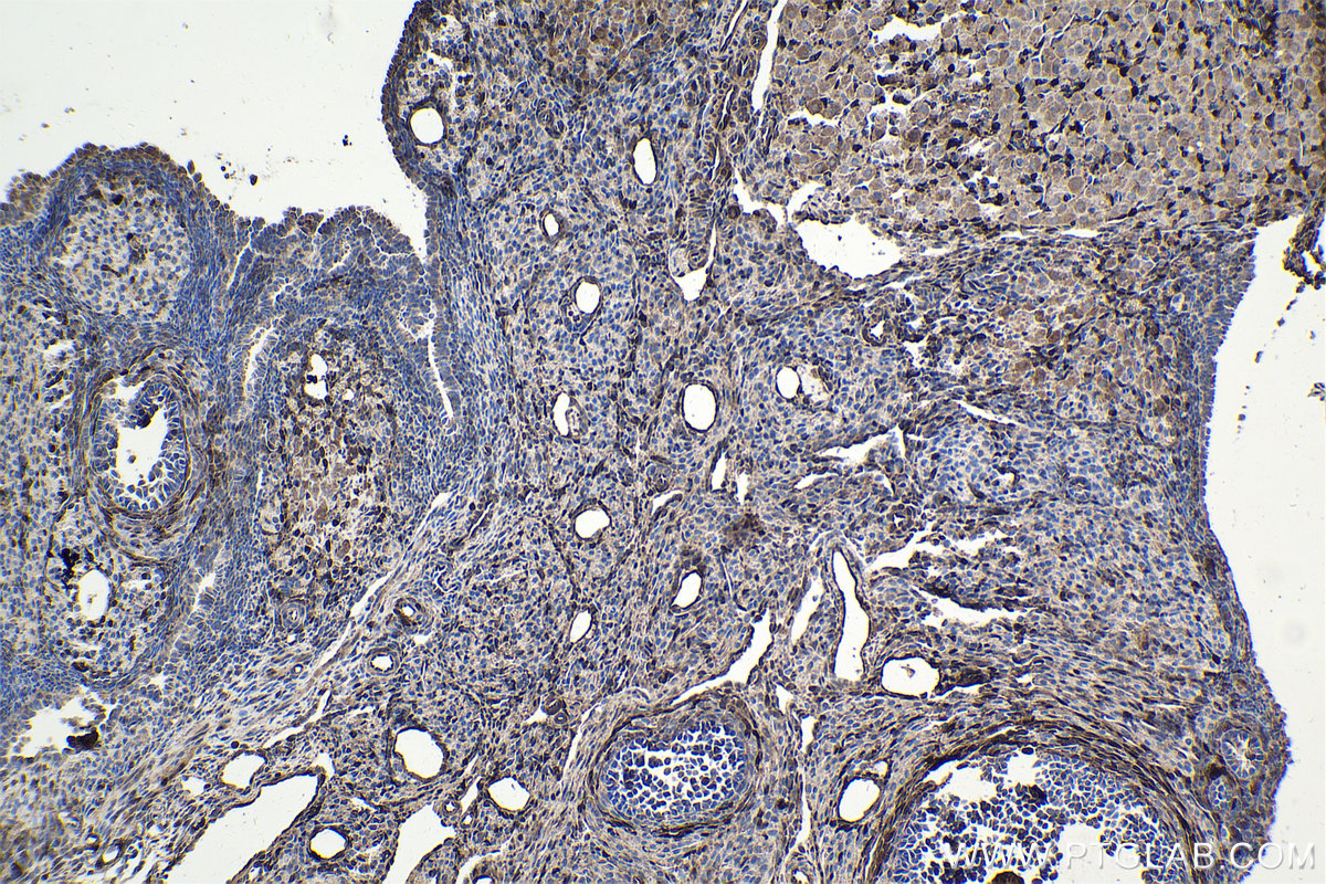 Immunohistochemistry (IHC) staining of rat ovary tissue using FHL2 Polyclonal antibody (21619-1-AP)