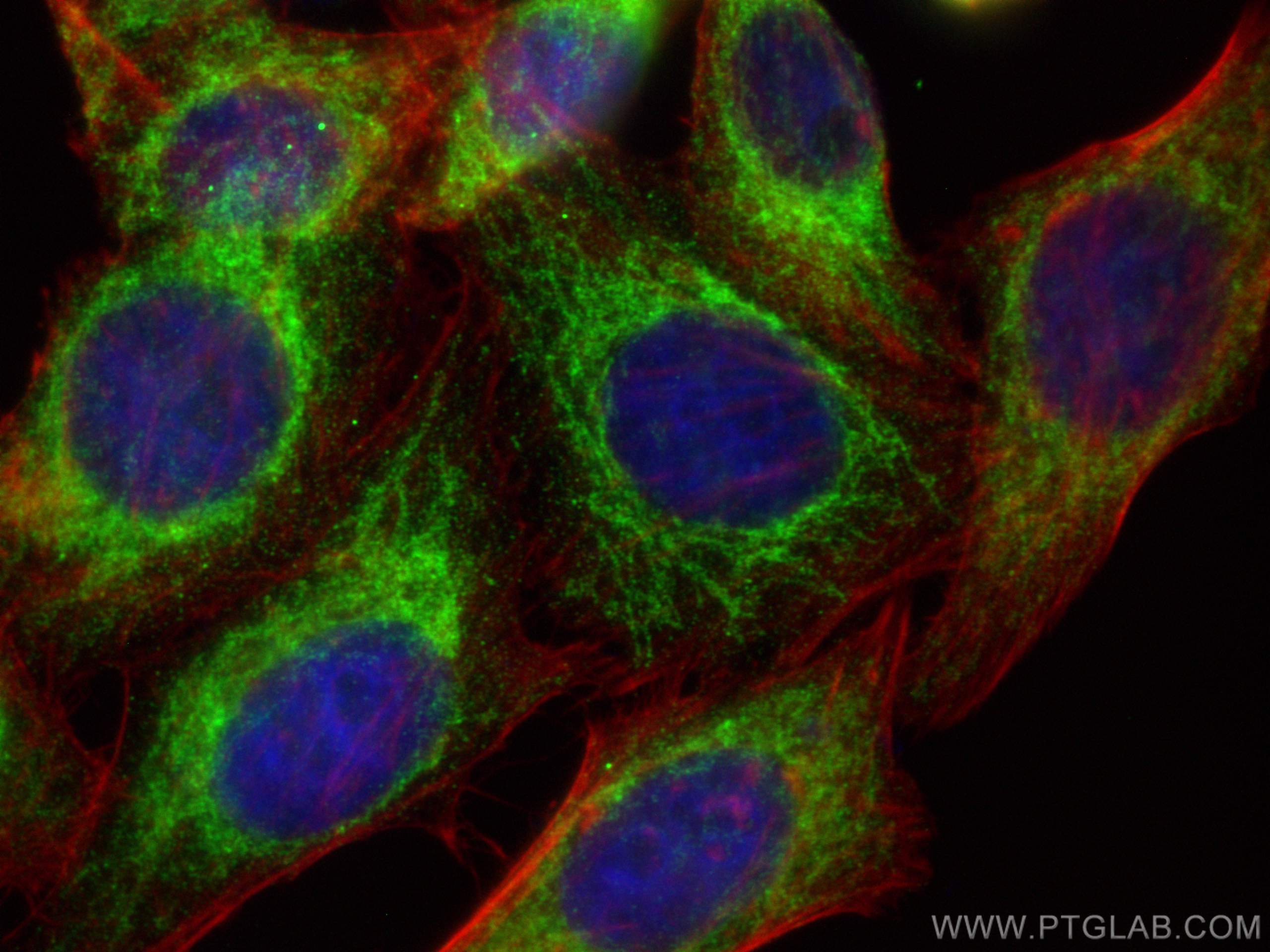 Immunofluorescence (IF) / fluorescent staining of HepG2 cells using FIS1 Monoclonal antibody (66635-1-Ig)