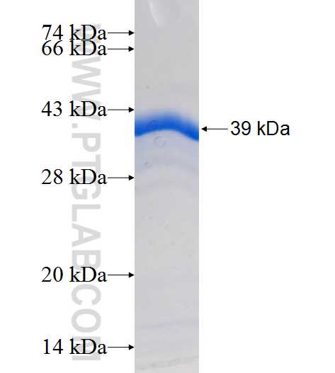 FIT1 fusion protein Ag24204 SDS-PAGE