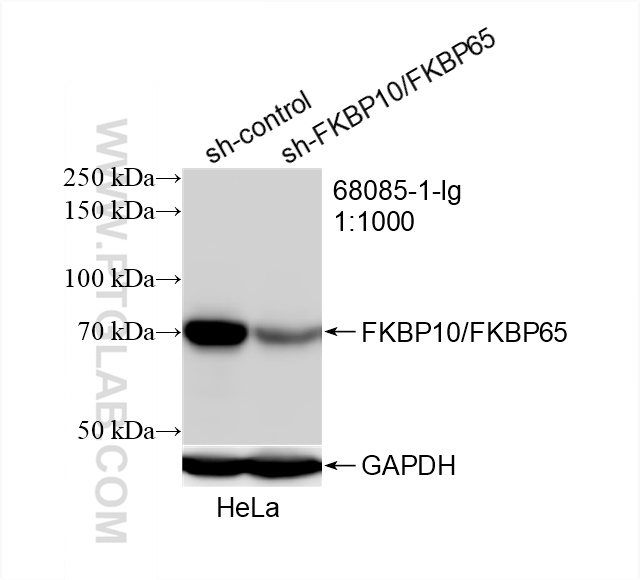 Western Blot (WB) analysis of HeLa cells using FKBP10/FKBP65 Monoclonal antibody (68085-1-Ig)